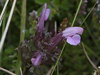 Wald-Läusekraut